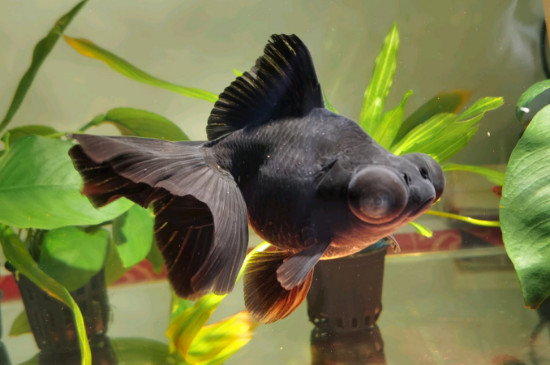 金鱼几天换一次水