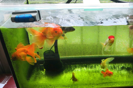 金鱼几天换一次水