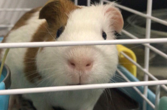 荷兰猪亲近人吗