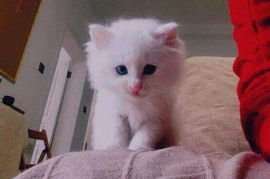 猫咪到新家多久才认人