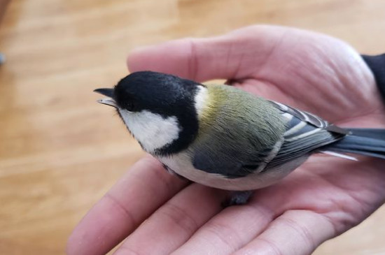 家里养鸟如何去除异味