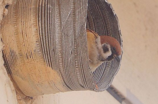 家里养鸟如何去除异味