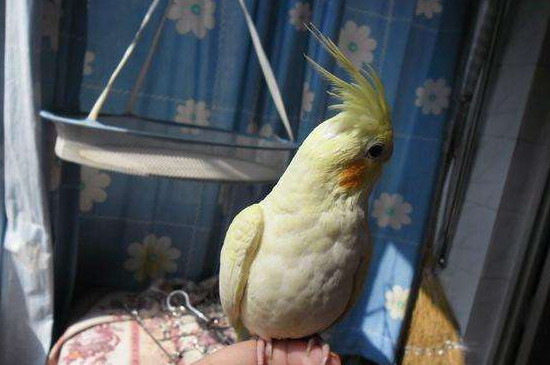 玄凤鹦鹉可以饿多久