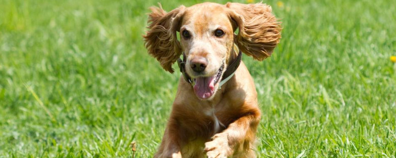 男生适合养什么小型犬