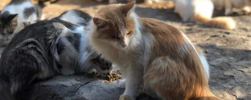 土猫一般活几年