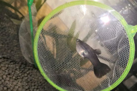 怎么判断孔雀鱼生完了