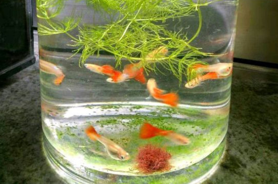 怎么判断孔雀鱼生完了