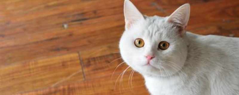 为什么不能和猫对视7秒