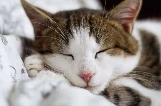 为什么不能和猫对视7秒