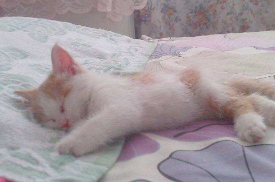 让猫睡床上有什么坏处