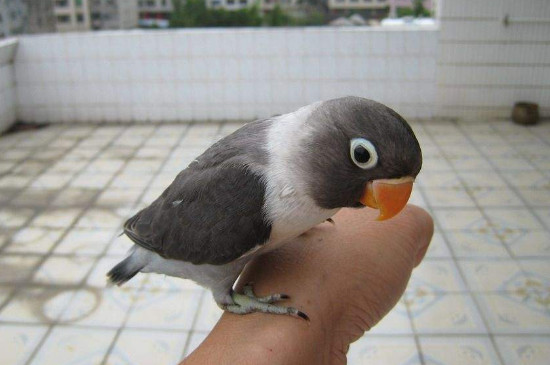 手养鸟乱拉屎怎么办