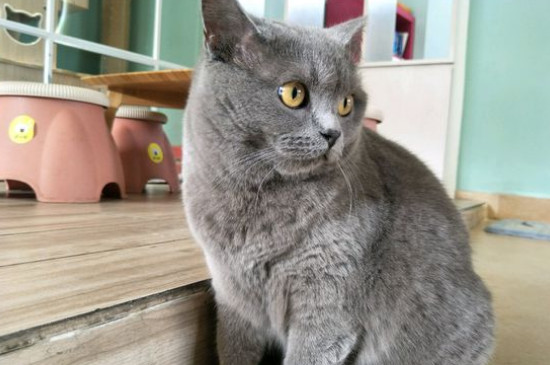 怎么判断猫没有绦虫了