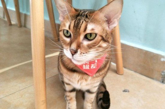 怎么判断猫没有绦虫了