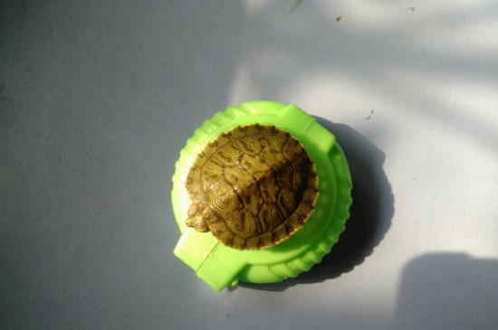 乌龟饿了的表现