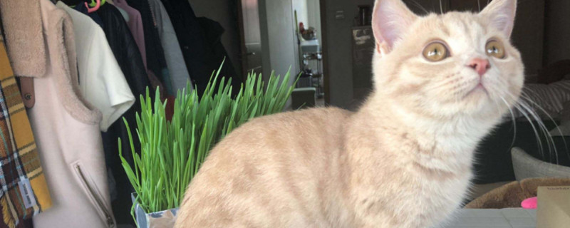 猫薄荷能一直让猫闻吗