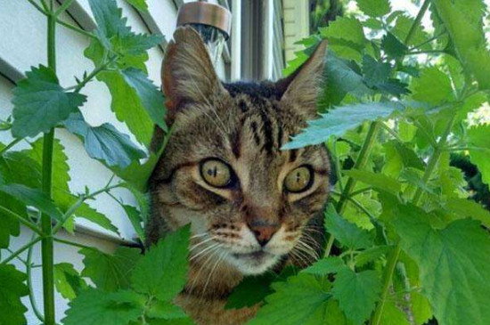 猫薄荷能一直让猫闻吗