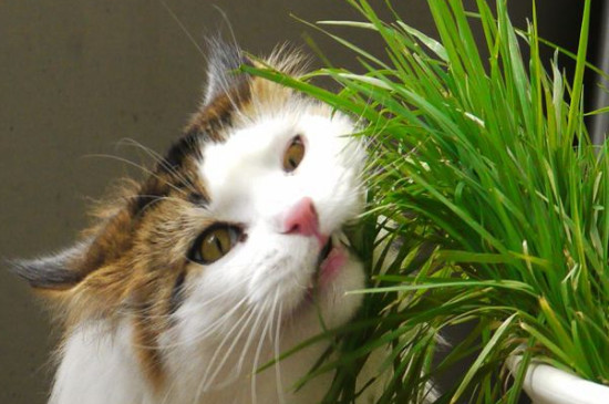 猫薄荷能一直让猫闻吗