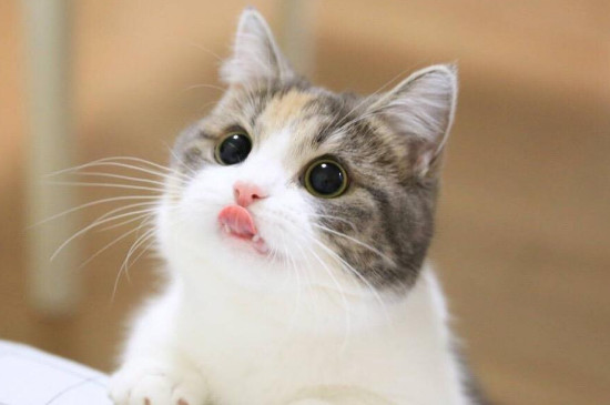 猫咪吃水果会拉肚子吗