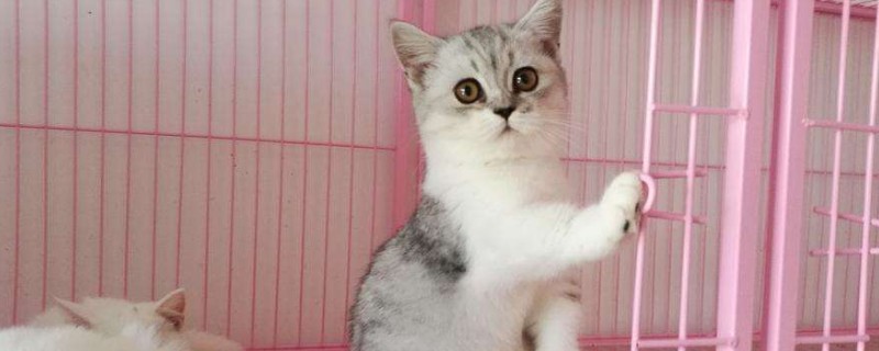 曼赤肯猫是什么品种