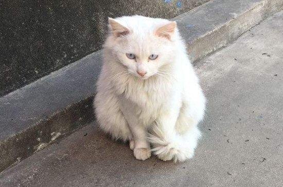 狮子猫啥时候爆毛