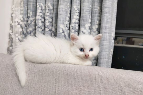 狮子猫什么时候尴尬期