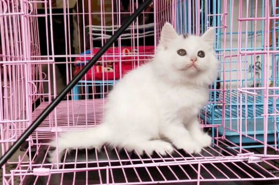 狮子猫什么时候尴尬期