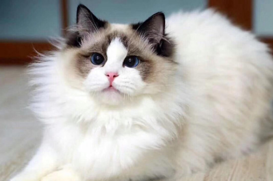 猫临死前的眼睛什么样