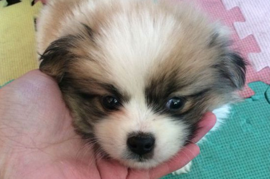 狗狗早上吐黄水,带泡沫