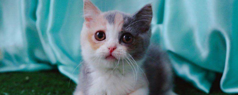 三花猫为什么这么贵,三花猫都是母的吗