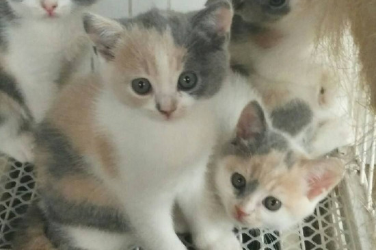 三花猫为什么这么贵,三花猫都是母的吗