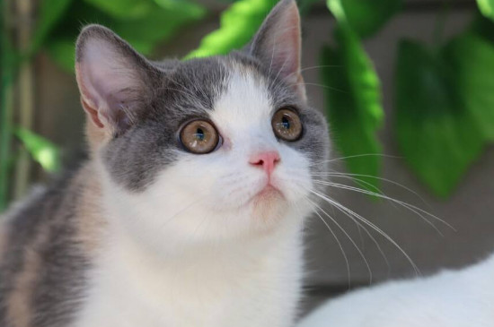 三花猫为什么这么贵,三花猫都是母的吗