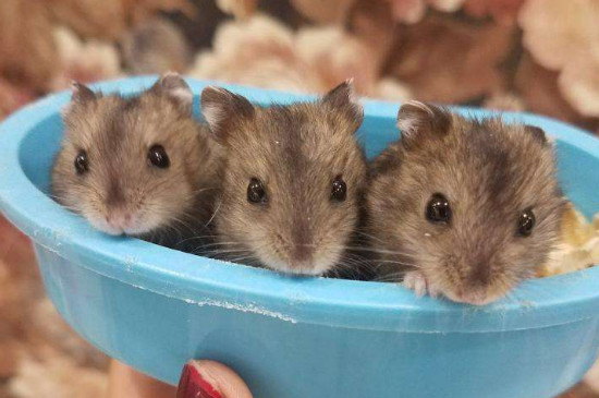 仓鼠过安检会响吗