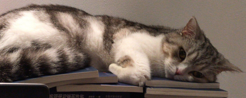 促进猫食欲的药,猫吃什么能增加食欲