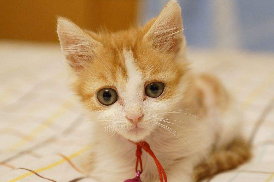 促进猫食欲的药,猫吃什么能增加食欲