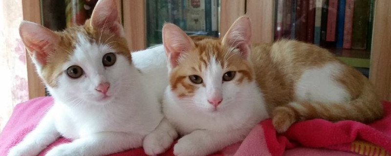 封闭的房间里猫不见了,猫在屋里就是找不到了怎么办