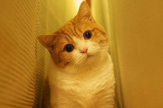 封闭的房间里猫不见了,猫在屋里就是找不到了怎么办