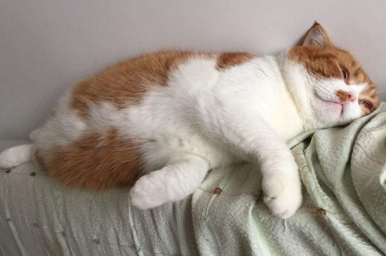 封闭的房间里猫不见了,猫在屋里就是找不到了怎么办