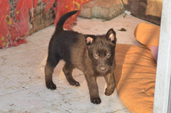 养不活狗有迷信吗