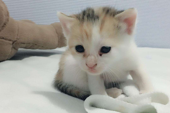 小猫晚上不睡觉一直叫,怎么让幼猫晚上不叫唤