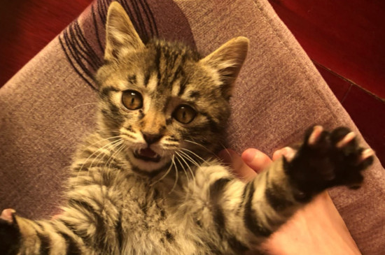 小猫晚上不睡觉一直叫,怎么让幼猫晚上不叫唤