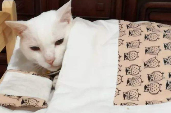 小猫钻被窝不会缺氧吗