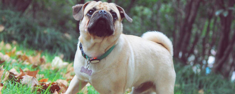 巴哥一生认几个主人?只认一个且非常粘人