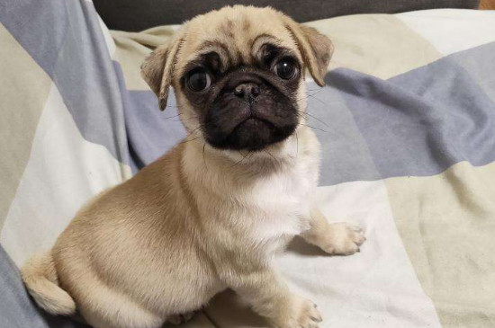 巴哥一生认几个主人?只认一个且非常粘人