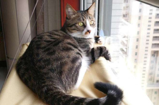 猫会跳窗户吗，猫为什么跳窗