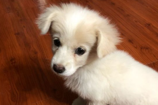 狗吃了巧克力多久发作