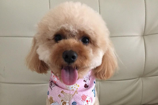 狗狗髌骨脱位能自愈吗