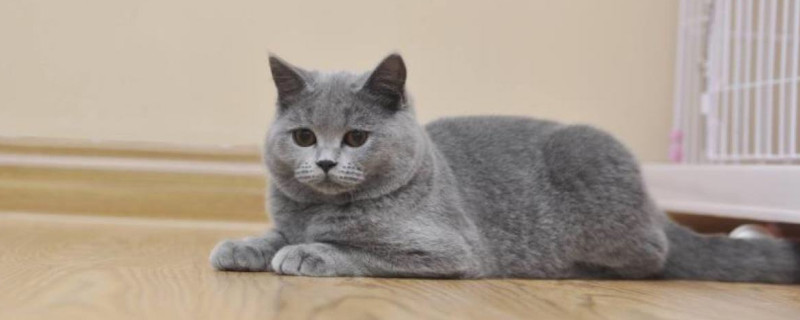 猫吃狗粮会怎么样