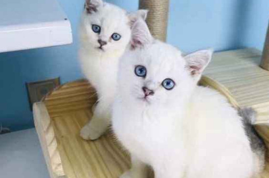 猫吃狗粮会怎么样