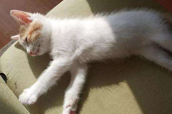 猫吃狗粮会怎么样