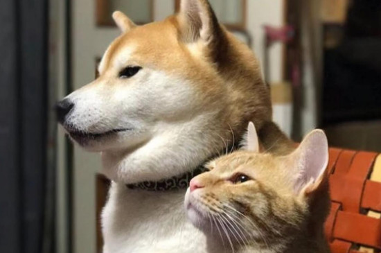 狗细小会传染猫吗